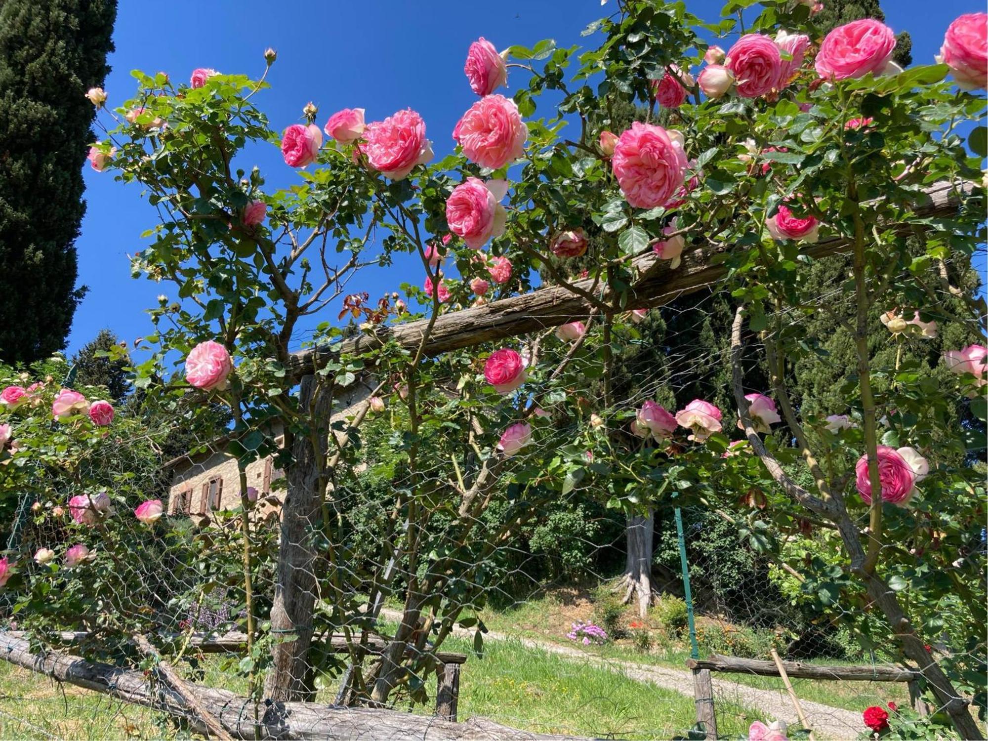Agriturismo Il Caio Cetona Exterior photo